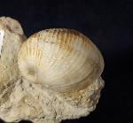 Otostoma retzii (NILSSON 1827) - Bild © FossNet FossilienStore